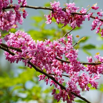 Cercis canadensis Tennessee Pink - Amerikaanse Judasboom