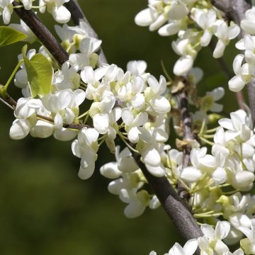 Cercis canadensis Royal White - Amerikaanse Judasboom