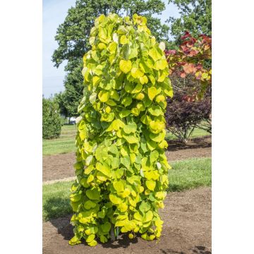 Cercis canadensis Golden Falls - Amerikaanse Judasboom