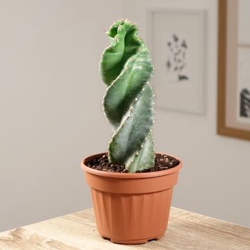 Cereus forbesii Spiralis - Spiraalcactus