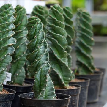 Cereus forbesii Spiralis - Spiraalcactus