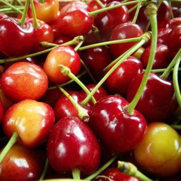 Zoete kers Duivenhart Zoete kers Duivenhart