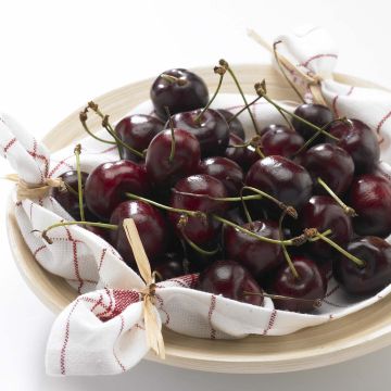 Zoete kers Délice de Malicorne Georges Delbard