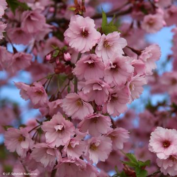 Prunus First Blush - Japanse sierkers