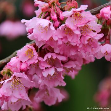 Prunus Pink Cascade - Japanse sierkers