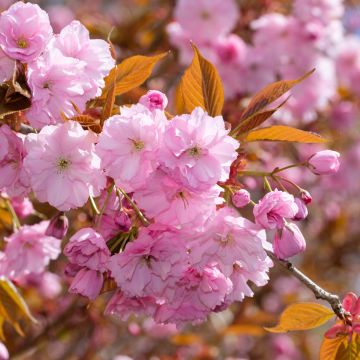 Prunus serrulata Kanzan - Japanse sierkers