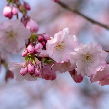 Prunus Accolade - Japanse sierkers