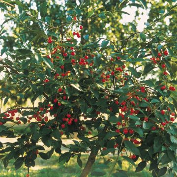 Dwergkriek Griotella Frumi Georges Delbard