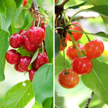 Duo-kersenboom Bigarreau Burlat + Bigarreau Napoléon