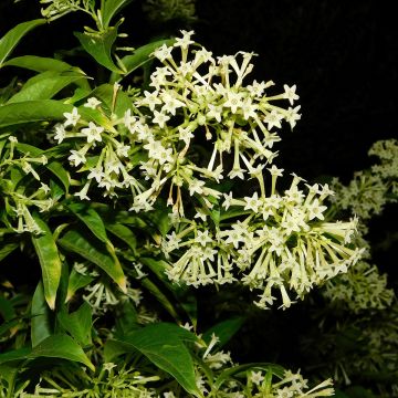 Cestrum nocturnum - Nachtjasmijn