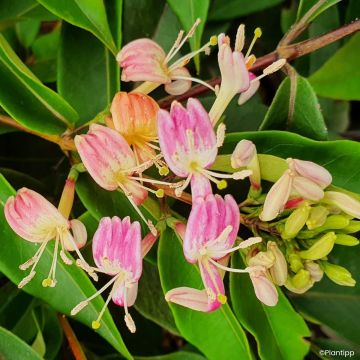 Lonicera henryi Marinella - Henry-kamperfoelie