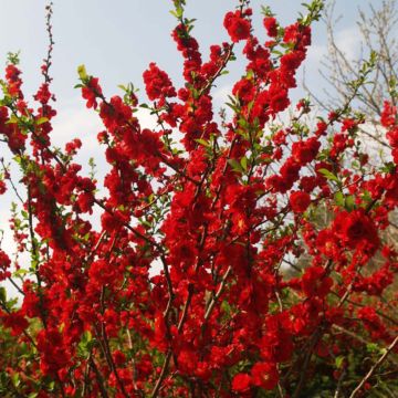Chaenomeles speciosa Scarlet Storm - Chinese sierkwee