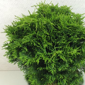 Chamaecyparis lawsoniana Twisted Ball - Californische cipres