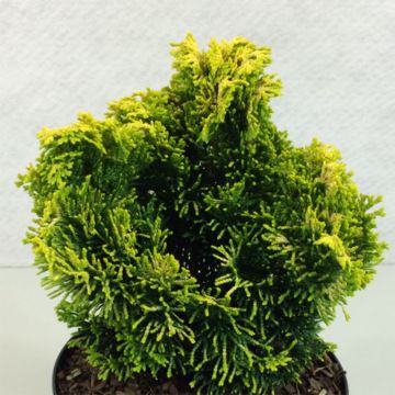 Chamaecyparis obtusa Andorra - Hinoki cipres