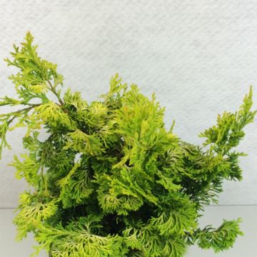 Chamaecyparis obtusa Aurea - Hinoki cipres