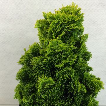 Chamaecyparis obtusa Aurora - Hinoki cipres