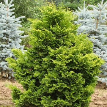 Chamaecyparis obtusa Gold Drop - Hinoki cipres