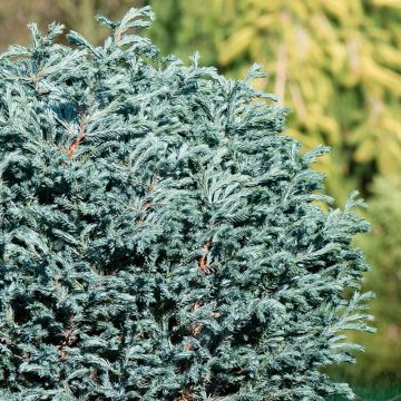 Chamaecyparis pisifera Blue Moon - Schijncipres