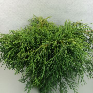 Chamaecyparis pisifera Kaatje - Schijncipres