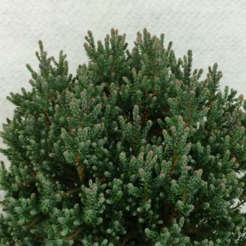 Chamaecyparis thyoides Blue Rock - Schijncipres