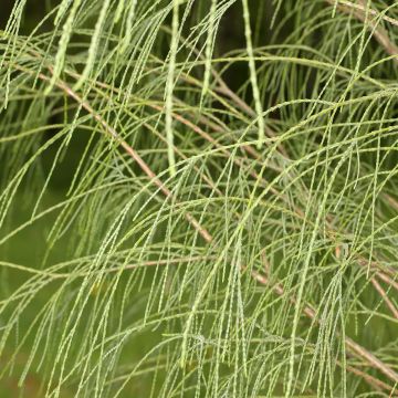 Chamaecyparis lawsoniana Drooping Solo - Californische cipres