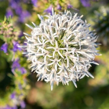 Echinops sphaerocephalus Arctic Glow - Beklierde kogeldistel