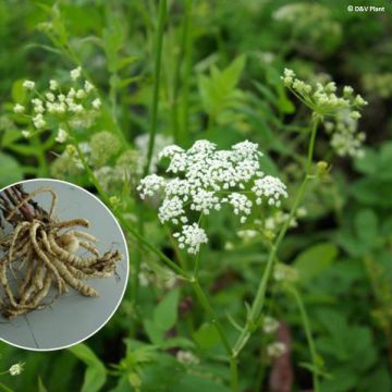 Suikerwortel - Sium sisarum