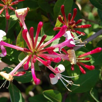 Lonicera japonica Red World - Japanse kamperfoelie
