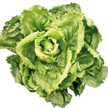 Andijvie Hoorn van Anjou BIO