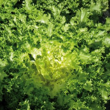 Krulandijvie Wallone Dorea