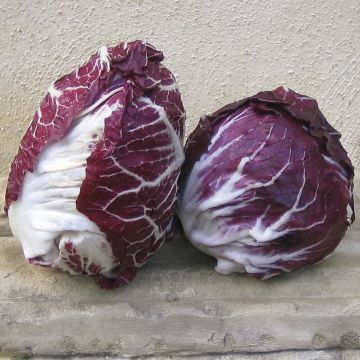 Roodlof Rood van Verona BIO