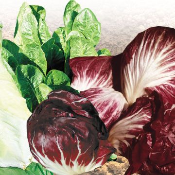 Wilde cichorei Mix Wilde cichorei Mix