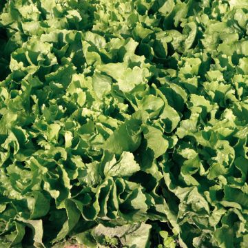 Andijvie Géante Maraîchère ras Isis