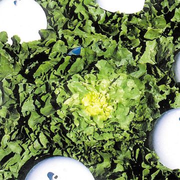 Andijvie Breedblad Grosse Bouclée 2 ras Osiris Andijvie Breedblad Grosse Bouclée 2 ras Osiris