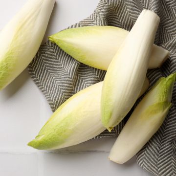 Witlof Normale Maraîchère