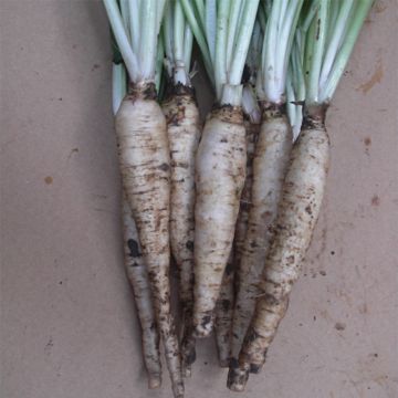 Wortelcichorei Tête d'Anguille