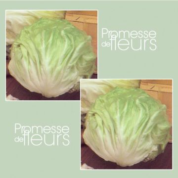 Witte cichorei Bianca Invernale