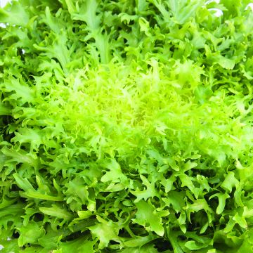 Krulandijvie Fijne van Meaux