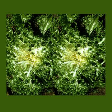 Krulandijvie Grosse Pommant Seule