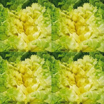 Wilde cichorei méliorée Blonde (Verbeterde blonde)