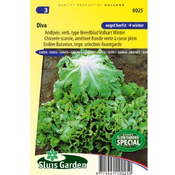 Andijvie Diva