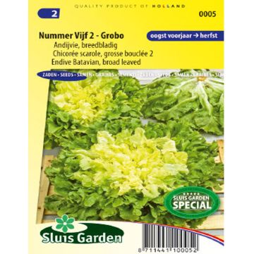 Andijvie Breedblad Grosse Bouclée 2