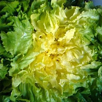 Andijvie Breedblad Grosse Bouclée ras Bovary NT - Ferme de Sainte Marthe