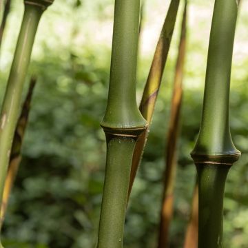 Chimonobambusa tumidissinoda Macrophylla - Wandelstokbamboe