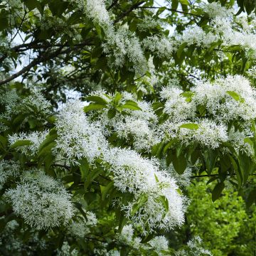 Chionanthus retusus - Chinese sneeuwvlokkenboom