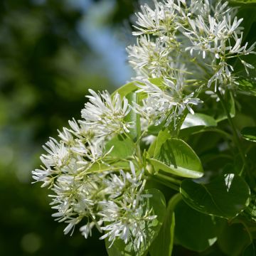 Chionanthus retusus - Chinese sneeuwvlokkenboom