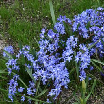 Chionodoxa sardensis - Sneeuwroem