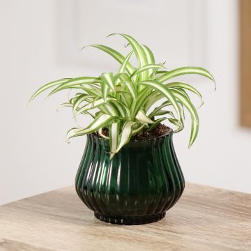 Chlorophytum comosum Variegatum - Graslelie