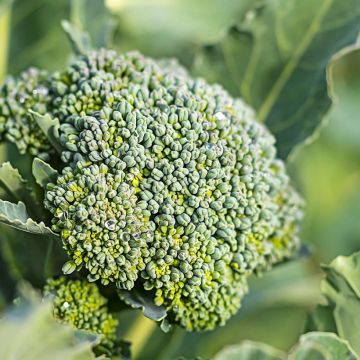 Broccoli Belstar F1