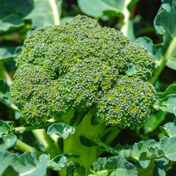 Broccoli Green Magic F1